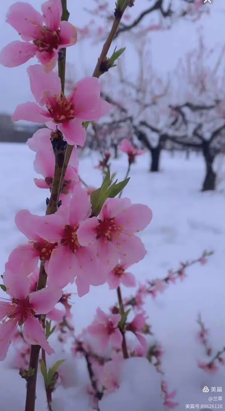 桃花雪